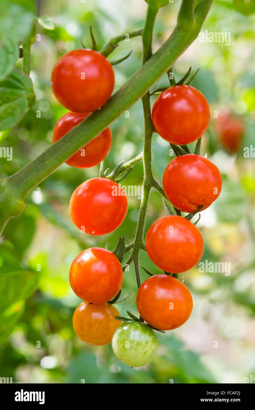 Tomate cerise, fruits et végétaux close up. Banque D'Images