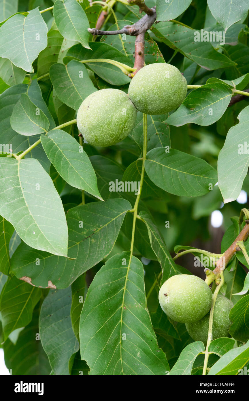 Cerneaux de noix verte, d'arbres et de fruits, Close up image. Banque D'Images