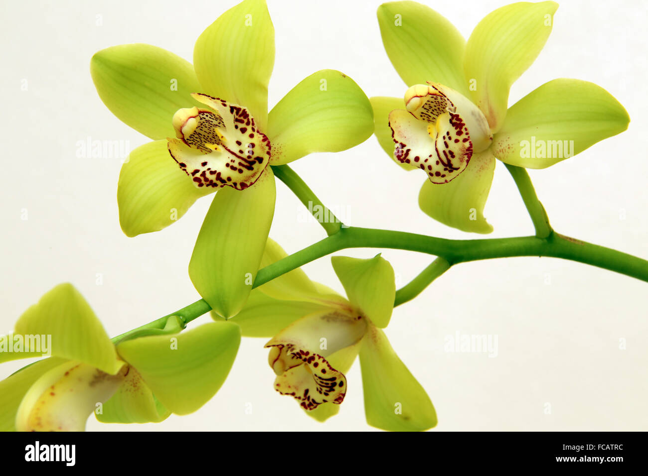 Jaune Orchidées Cymbidium Banque D'Images