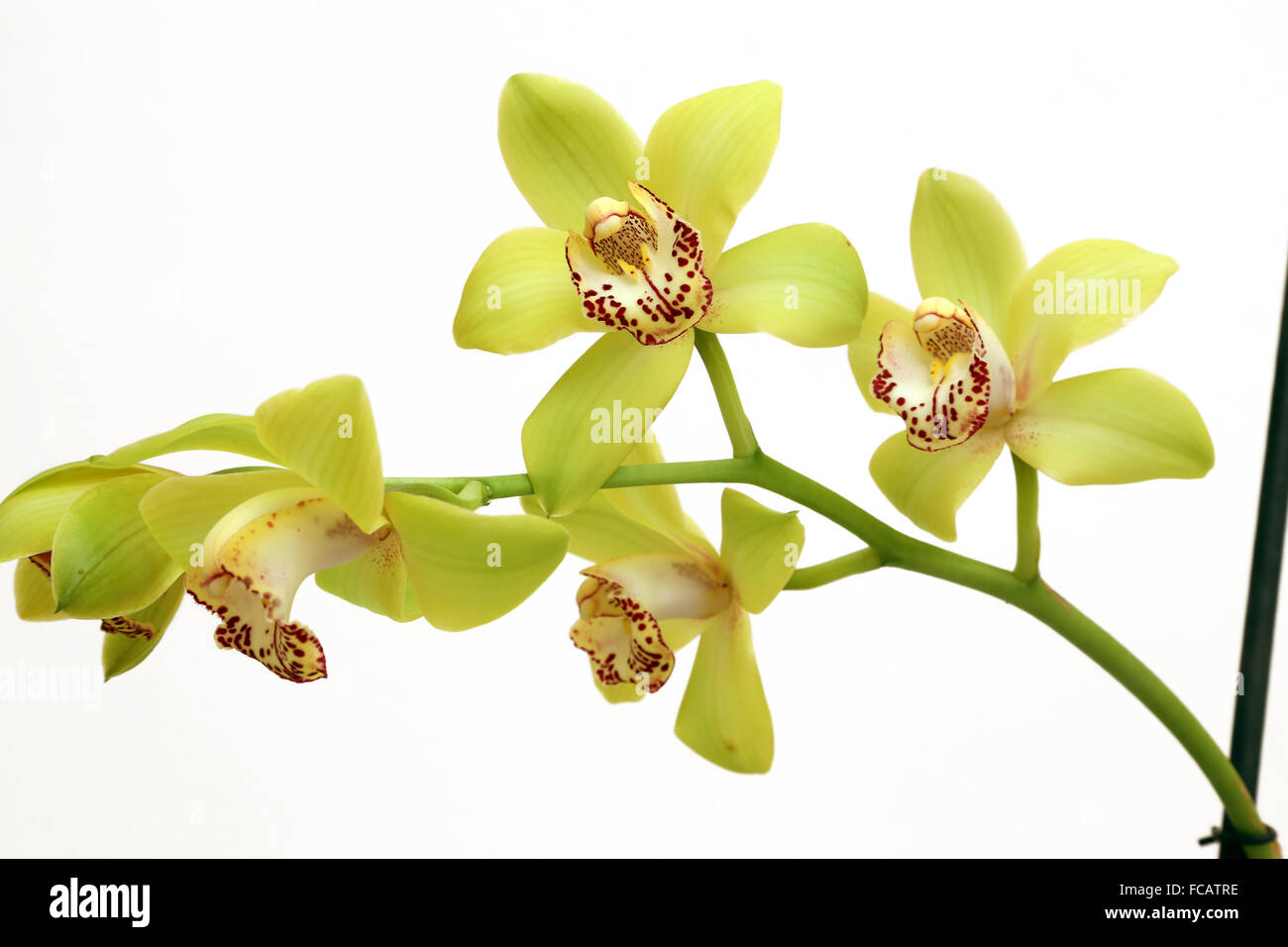 Jaune Orchidées Cymbidium Banque D'Images