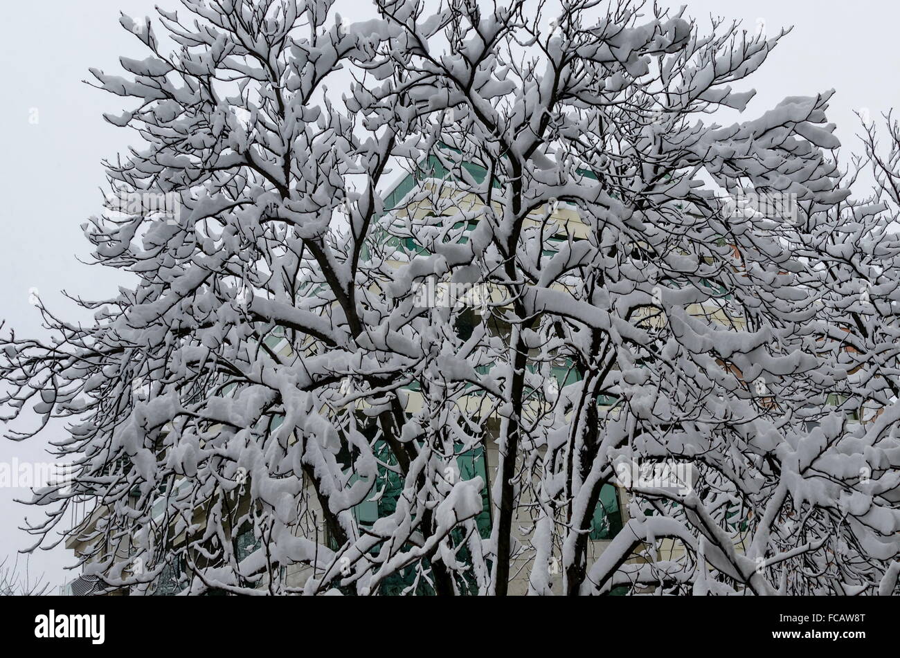 Snow matin de janvier à Sofia, Bulgarie Ville Banque D'Images