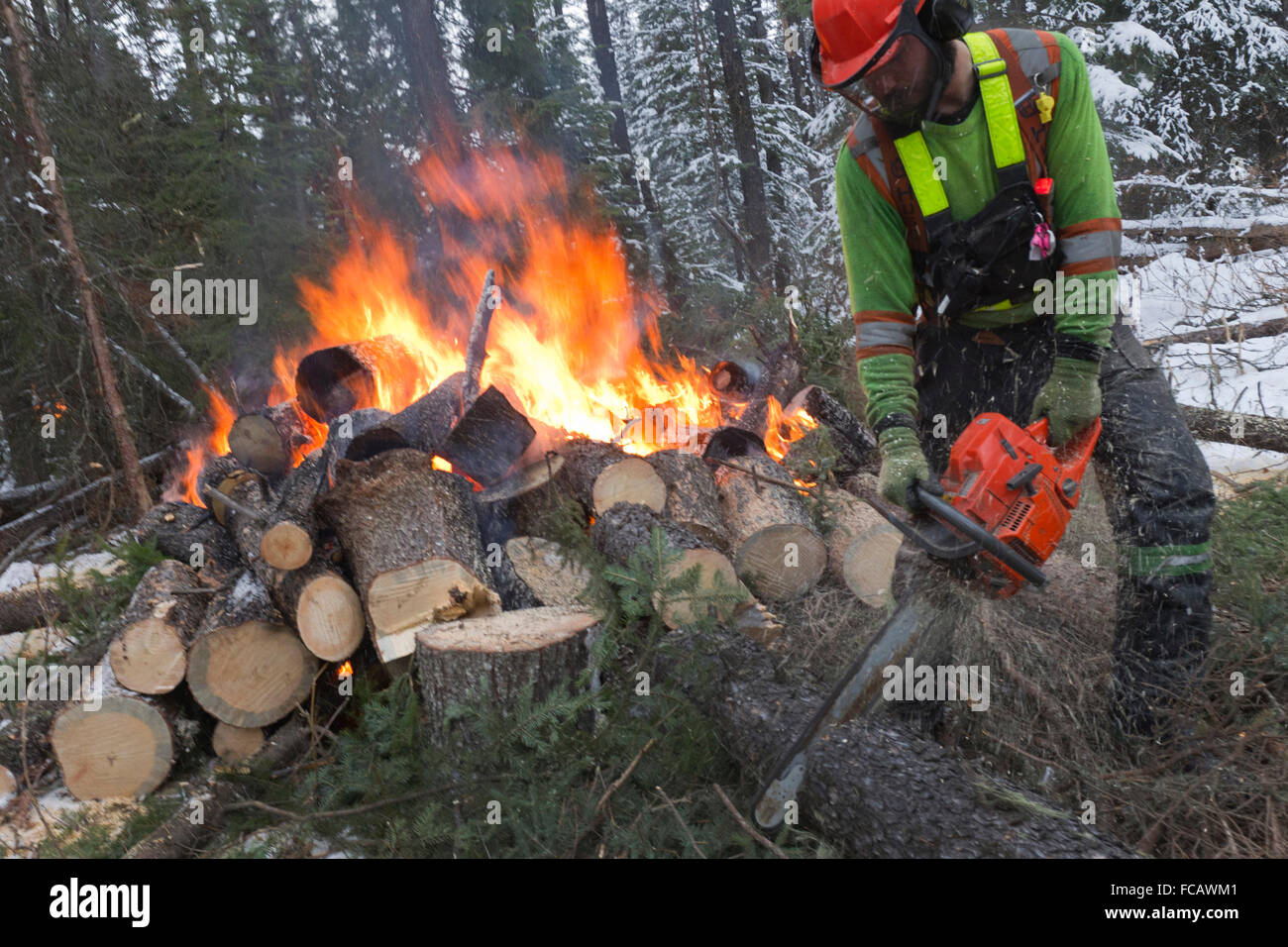 Dépose des pins infestés par le dendroctone du pin, près de Grande Praire, Alberta, Canada Banque D'Images