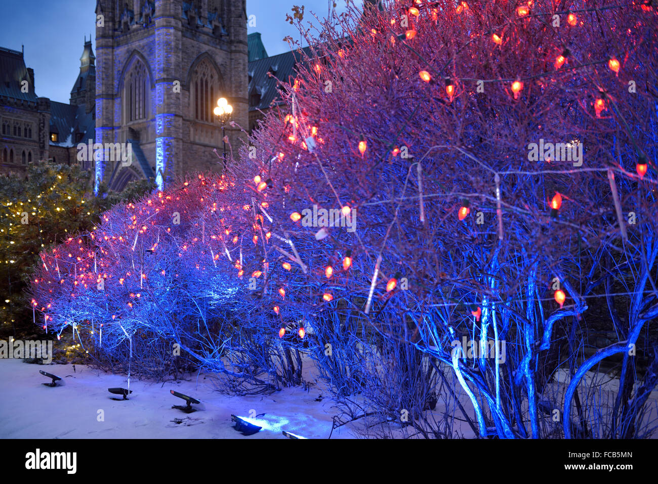 Les buissons avec le rouge et le bleu les lumières de Noël au Canada Édifices du Parlement Ottawa Banque D'Images
