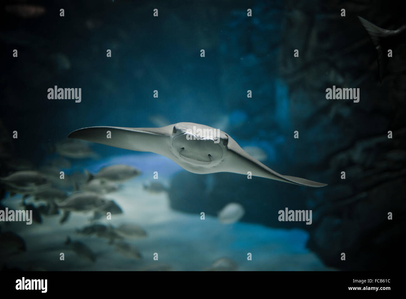 Un Crownose Ray (Rhinoptera bonasus) en bleu de l'eau. Banque D'Images