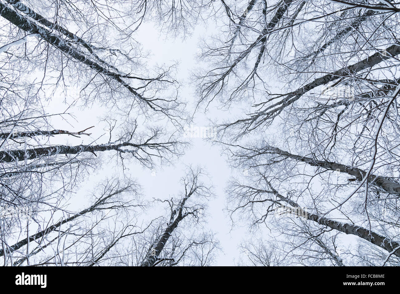 Arbres enneigés dans une forêt vu du dessous en hiver. Banque D'Images