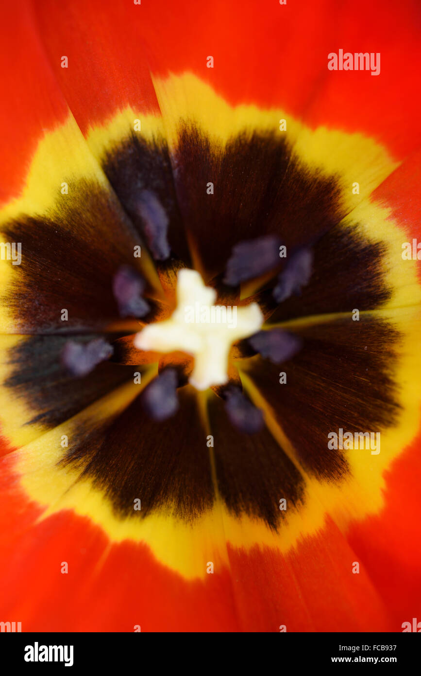 Portrait de près de l'intérieur d'une fleur de tulipe jaune sur rouge avec motif starburst Banque D'Images