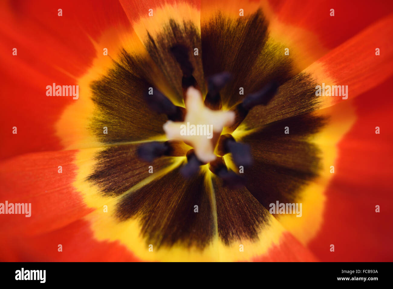 Paysage de près de l'intérieur d'une fleur de tulipe jaune sur rouge avec motif starburst Banque D'Images