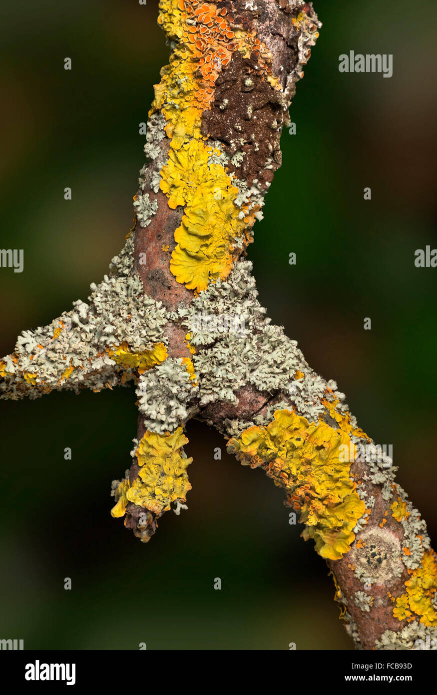 La diversité des lichens, mélange sain d'espèces élevées sur une branche d'arbre Banque D'Images