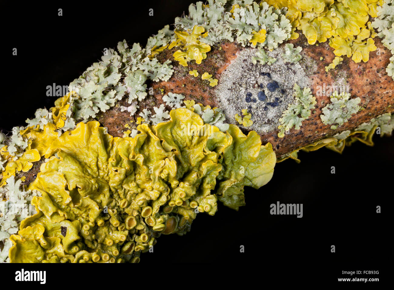 La diversité des lichens, mélange sain d'espèces élevées sur une branche d'arbre Banque D'Images