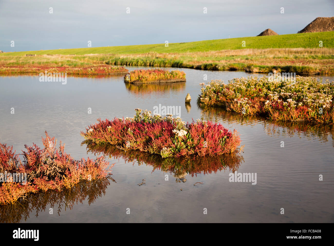 Pays-bas, Serooskerke, réserve naturelle Prunje, partie du Parc National de l'Oosterschelde. Samphire marais rouge coloration en automne Banque D'Images