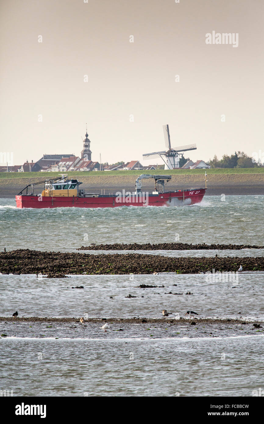 Pays-bas, Société Ouwerkerk, estuaire Oosterschelde. Moules Moules, bateaux. Village de Stavenisse sur Tholen péninsule. Les oiseaux sur la banque d'huîtres Banque D'Images