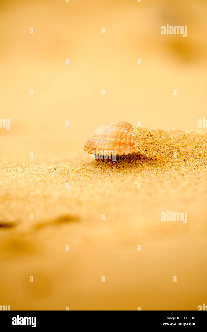 Pays-bas, Renesse, Plage, shell Banque D'Images