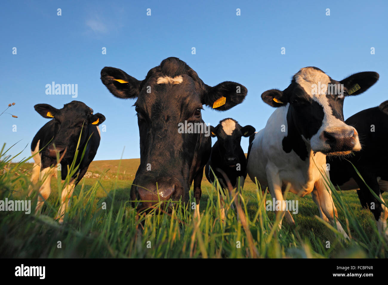 Les vaches Holstein - Troupeau de vaches patché noir et blanc (Bos taurus) Banque D'Images