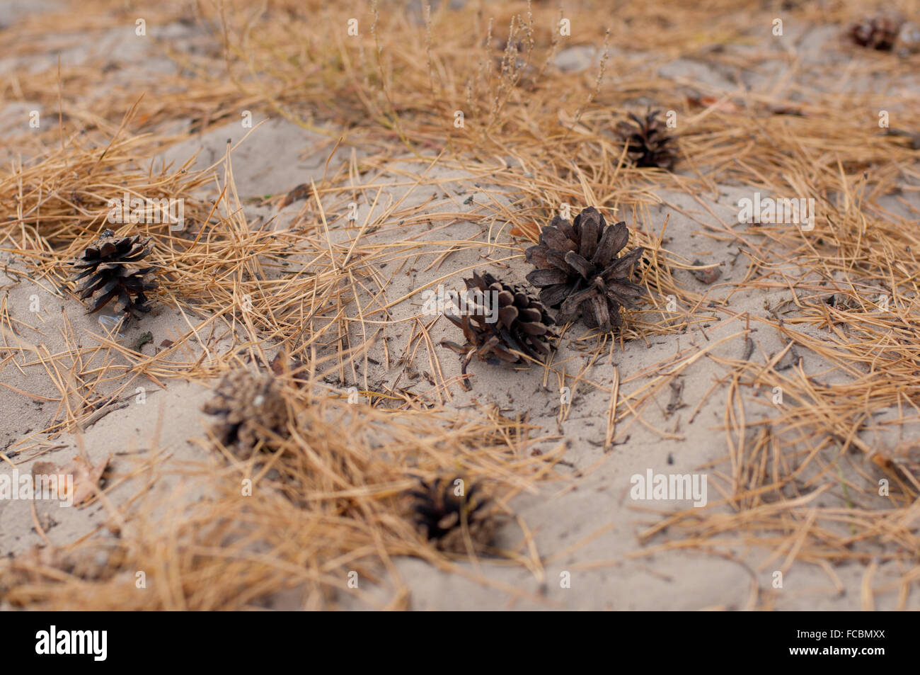 Cônes de pin sur le sable et les aiguilles de sapin dans la forêt Banque D'Images