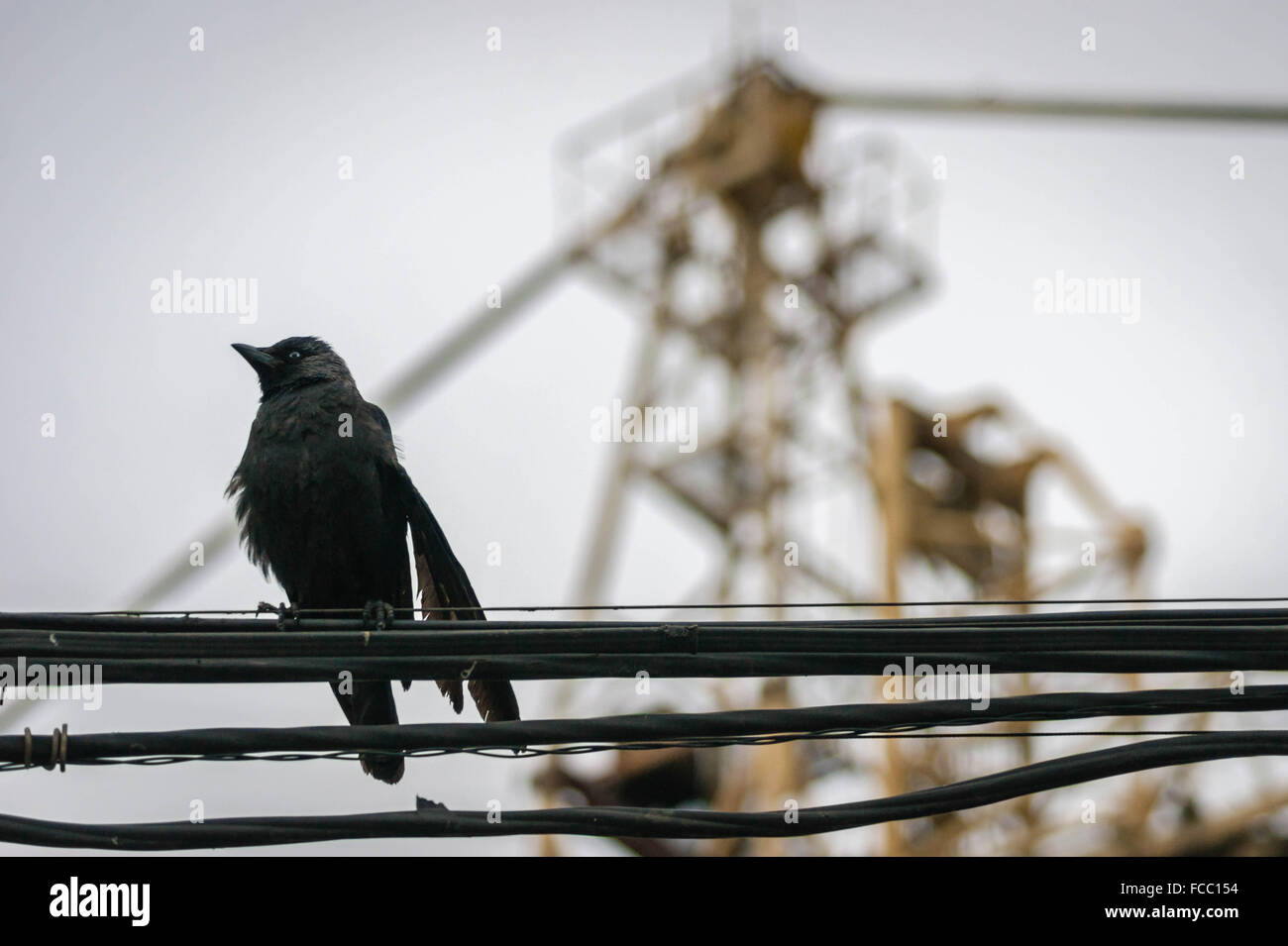 Fil électrique noir Banque de photographies et d’images à haute résolution Alamy