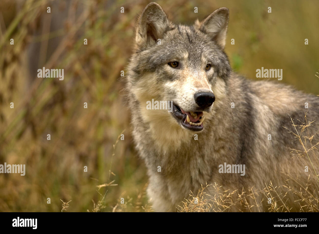 Loup gris Banque D'Images
