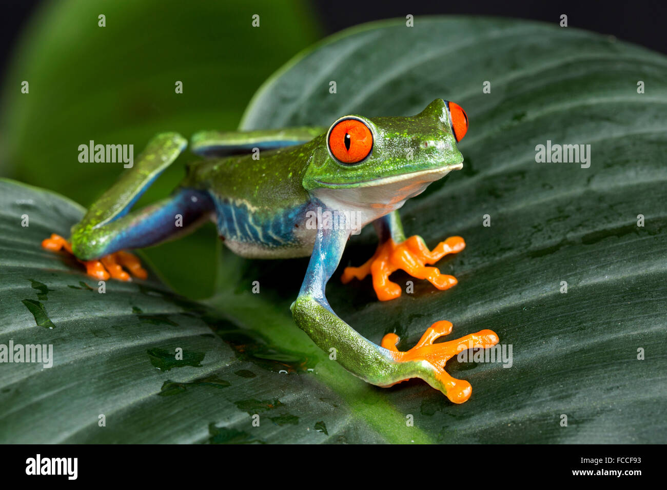 Red eyed Tree Frog Banque D'Images