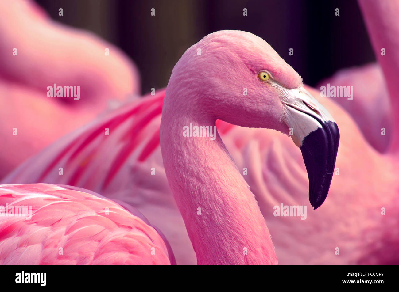Vue côté Flamingo chiliens Banque D'Images