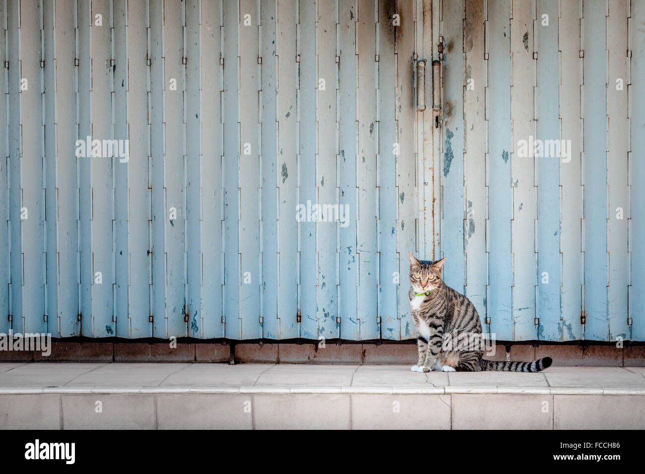 Un Chat Est Assis En Face D Un Atelier Ferme Photo Stock Alamy