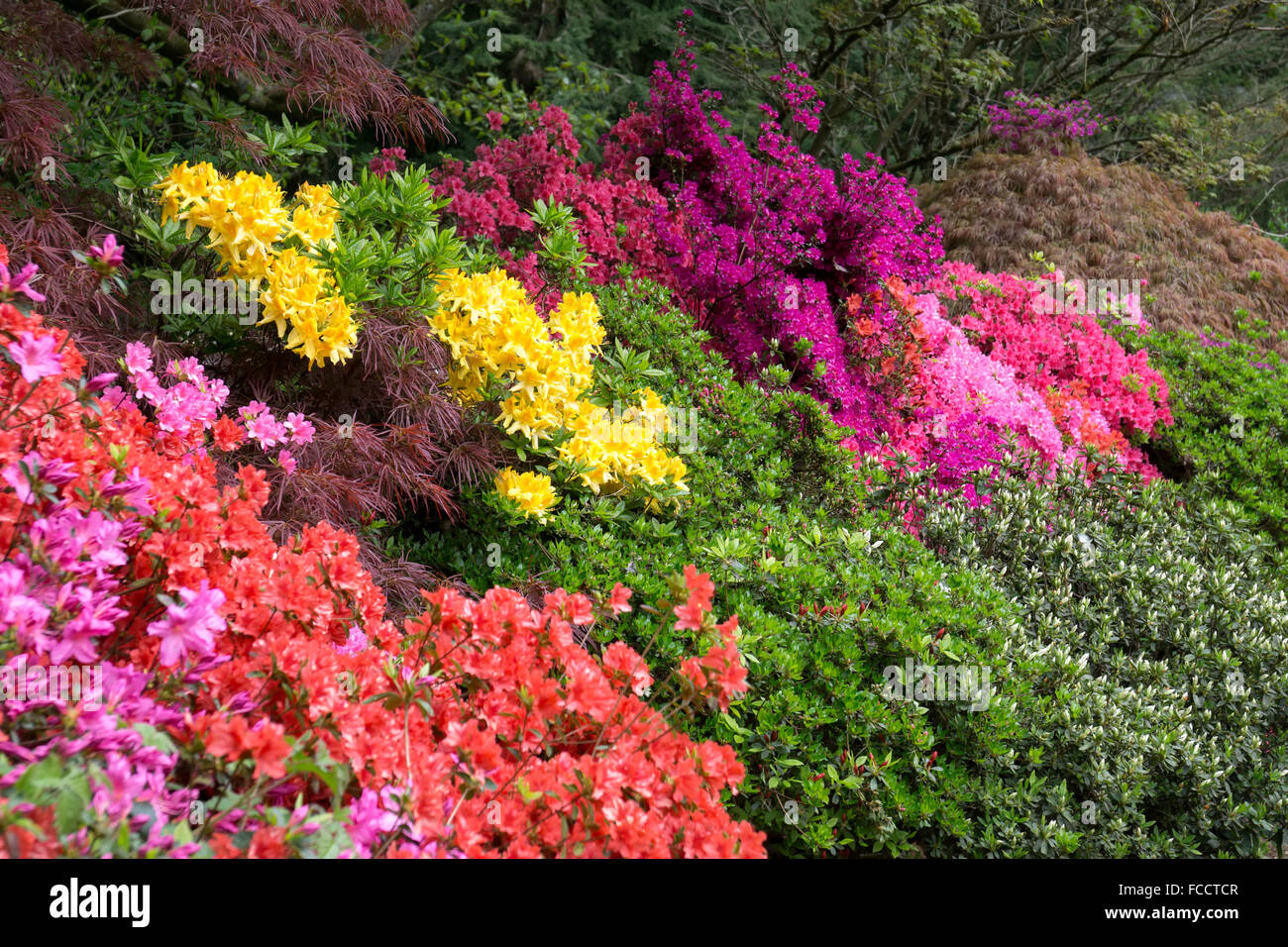 Les azalées en fleurs Banque D'Images