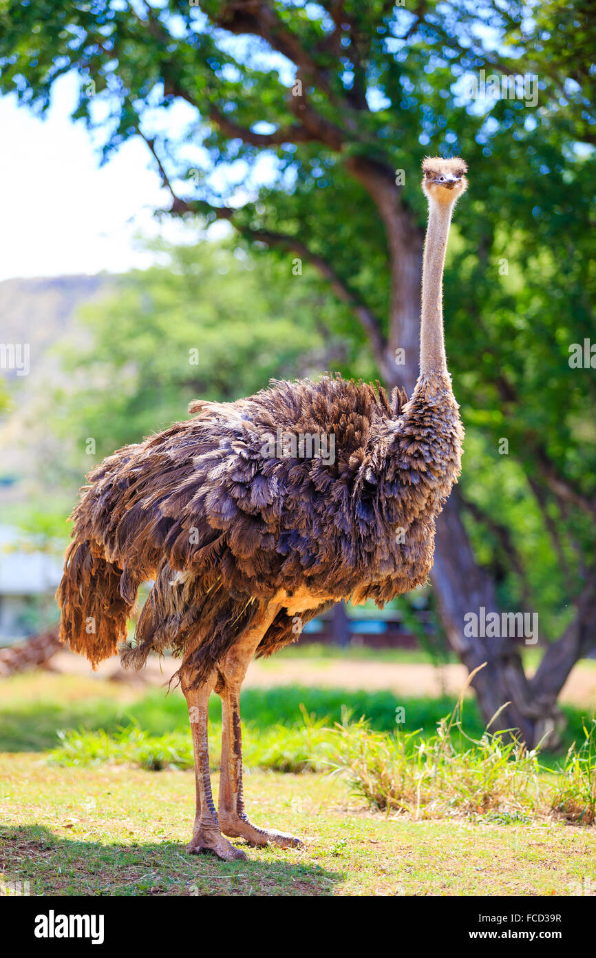 (D'autruche ou de l'UEM) au Zoo de Honolulu à vers la caméra dans Oahu Hawaii. Banque D'Images