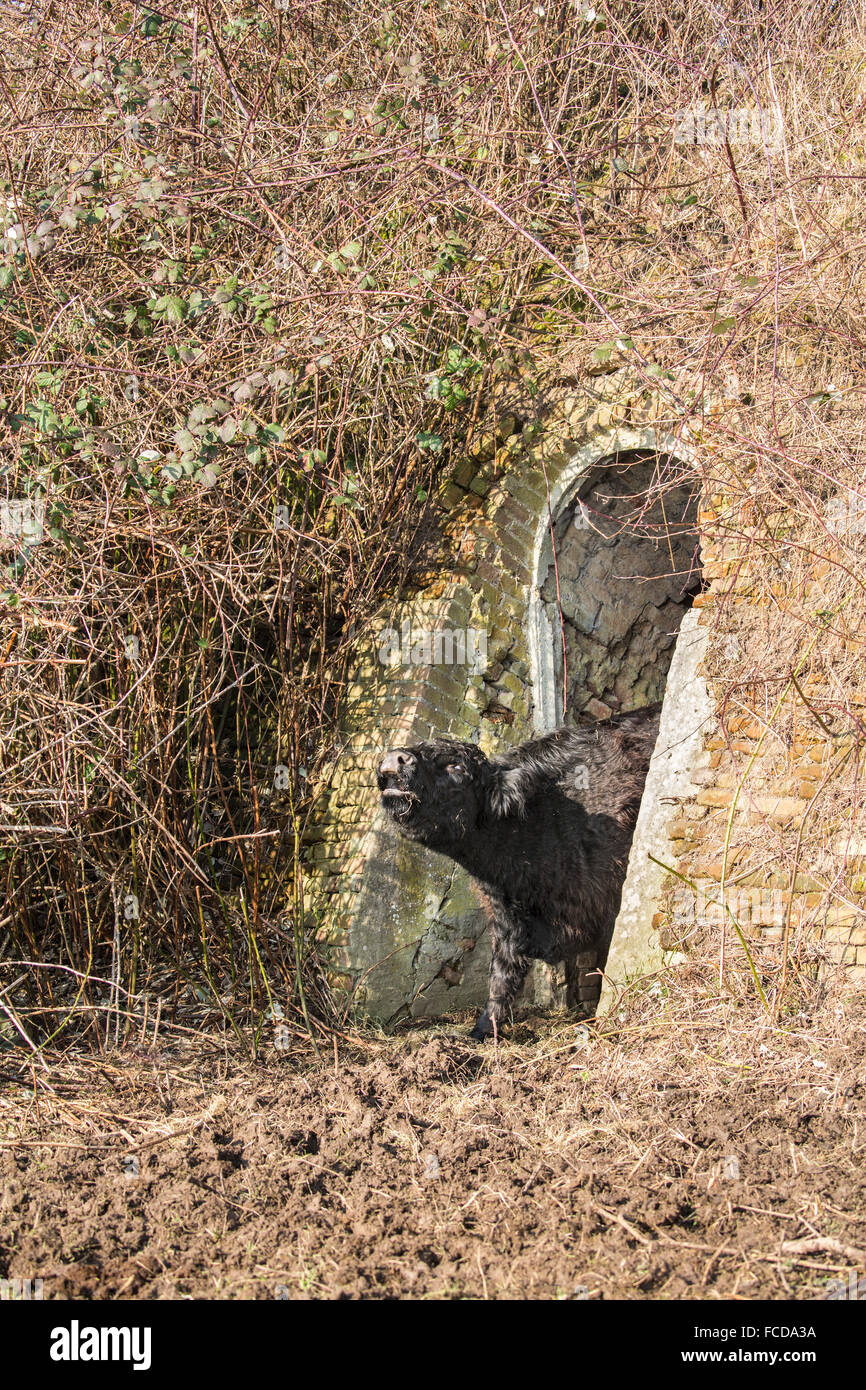 Wageningen, Pays-Bas, réserve naturelle De Blauwe Kamer. Galloway cattle près de ancienne usine en pierre Banque D'Images