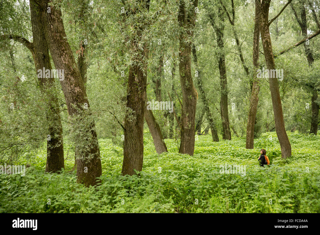 Pays-bas, Kekerdom. Molenhoek réserve naturelle. Près de la rivière Waal Millingerwaard. La forêt marécageuse. Randonneur. Banque D'Images