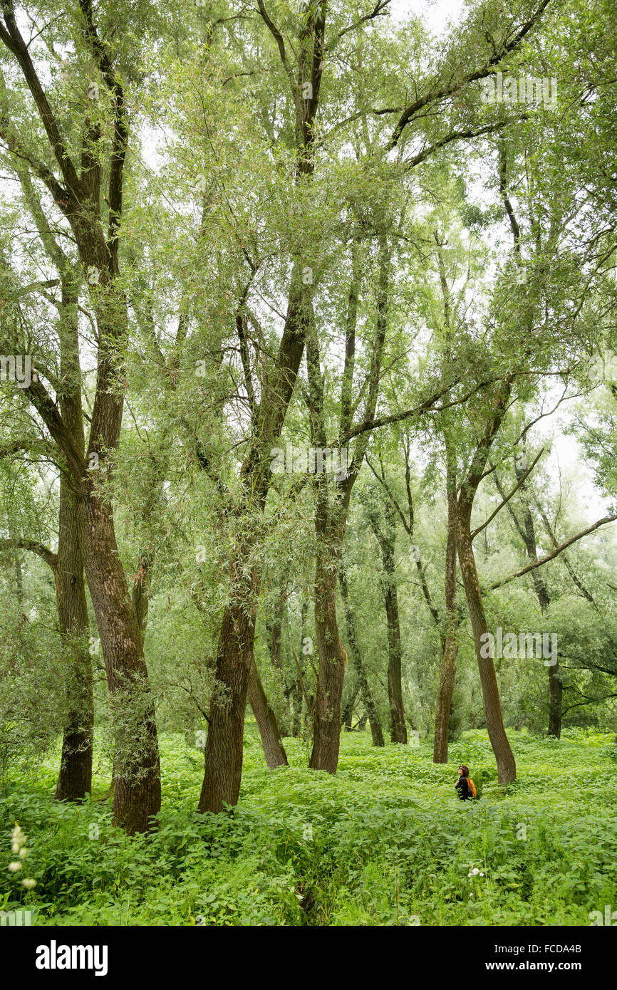 Pays-bas, Kekerdom. Molenhoek réserve naturelle. Près de la rivière Waal Millingerwaard. La forêt marécageuse. Randonneur. Banque D'Images