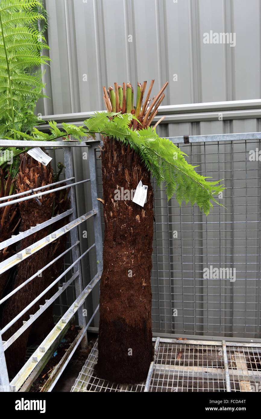 Cyathea cooperi ou connu sous le nom de Australian tree fern, lacy fougère arborescente, squameuse fougère arborescente, ou Cooper's tree fern Banque D'Images