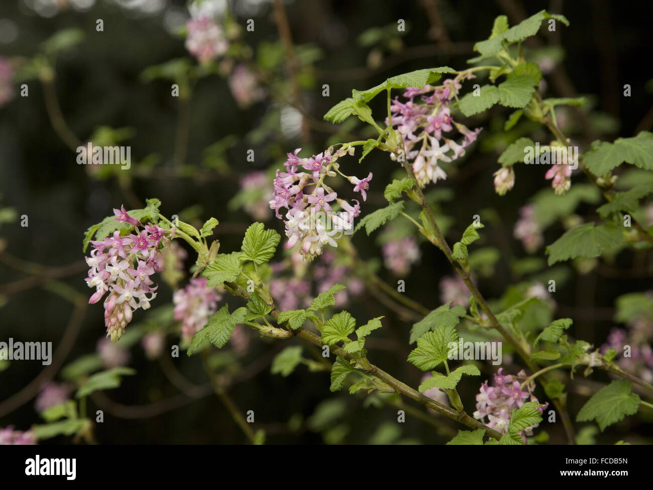 Cassis, Ribes bracteosum fétides, en fleurs, en Californie. Banque D'Images