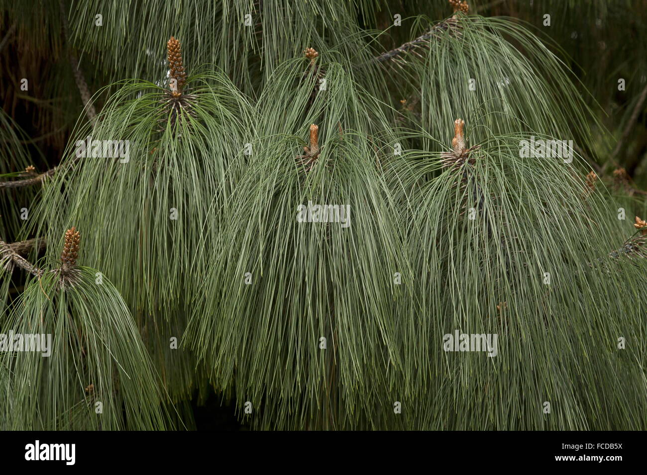 Écorce lisse Mexican pine, Pinus pseudostrobus var apulcensis ; endémique au Mexique. Banque D'Images