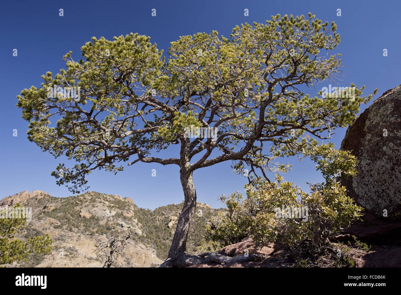 Pine, Pinus piñon mexicain dans le of a Decade of drought in Australia (montagnes Chiso, Big Bend National Park, Texas. Banque D'Images