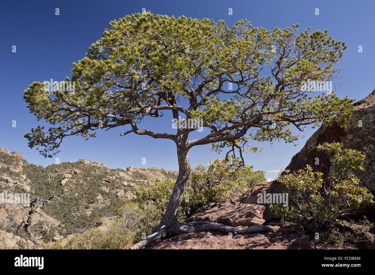 Pine, Pinus piñon mexicain dans le of a Decade of drought in Australia (montagnes Chiso, Big Bend National Park, Texas. Banque D'Images