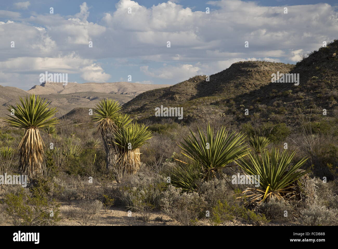 Dague espagnole ou Yucca, Yucca faxoniana Torrey, sur Dagger Studios, à Deadhorse montagnes au-delà ; Big Bend National Park, Texas Banque D'Images