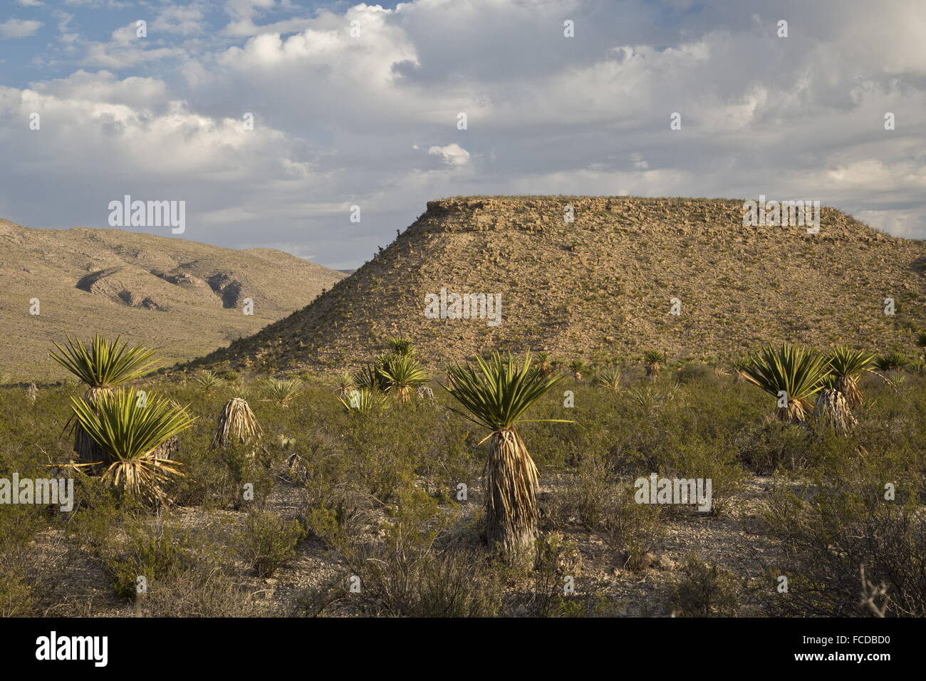 Dague espagnole ou Yucca, Yucca faxoniana Torrey, dague sur Appartements, Big Bend National Park, Texas Banque D'Images