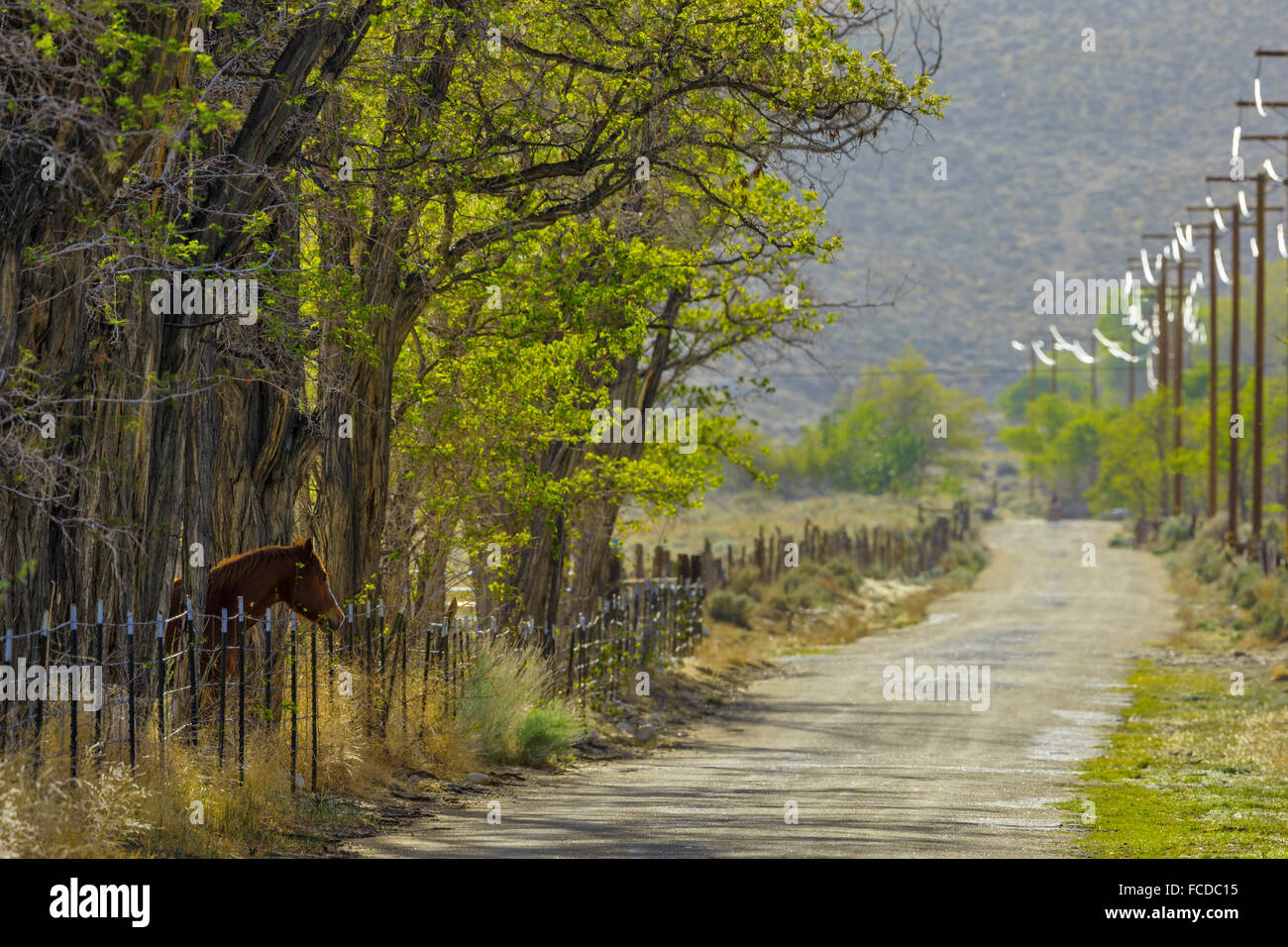 Country road in Owens Valley, Californie Banque D'Images