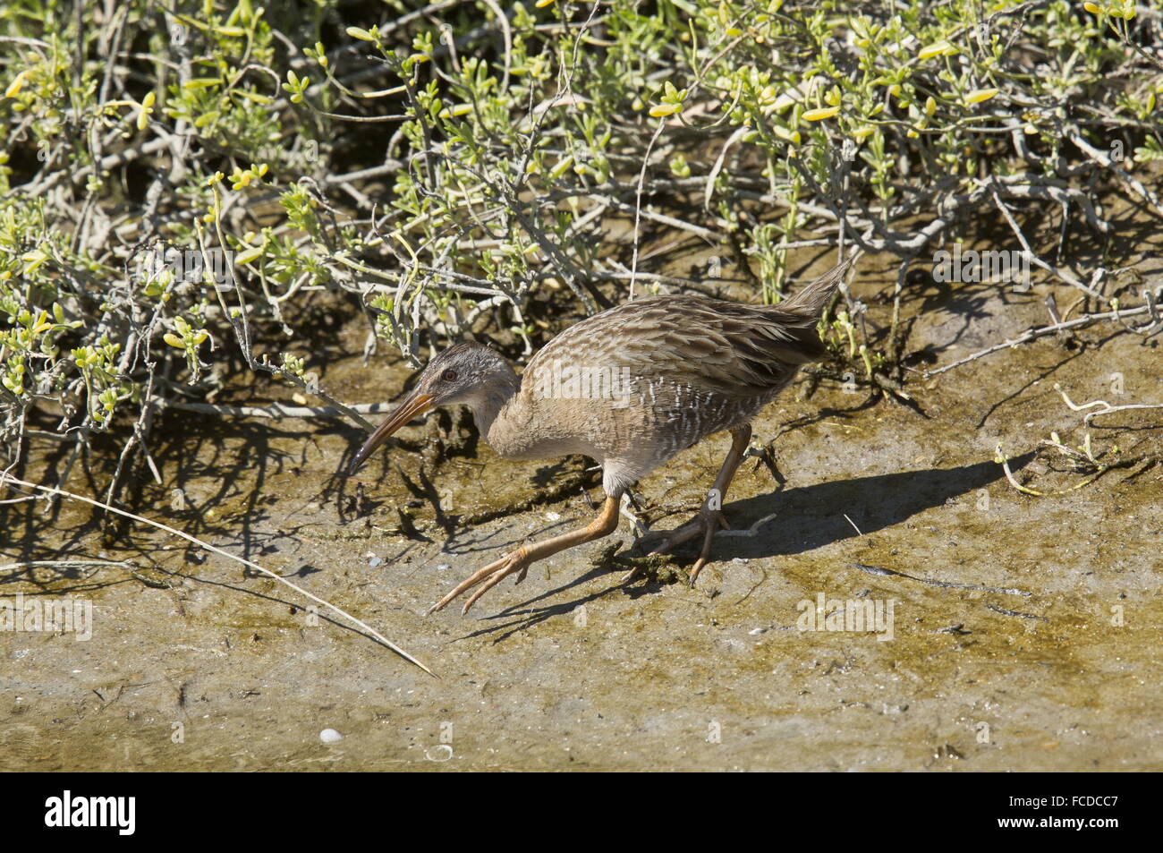 Clapper Rail Rallus crepitans à la recherche de nourriture en lisière de marais salant en hiver ; le Texas. Banque D'Images