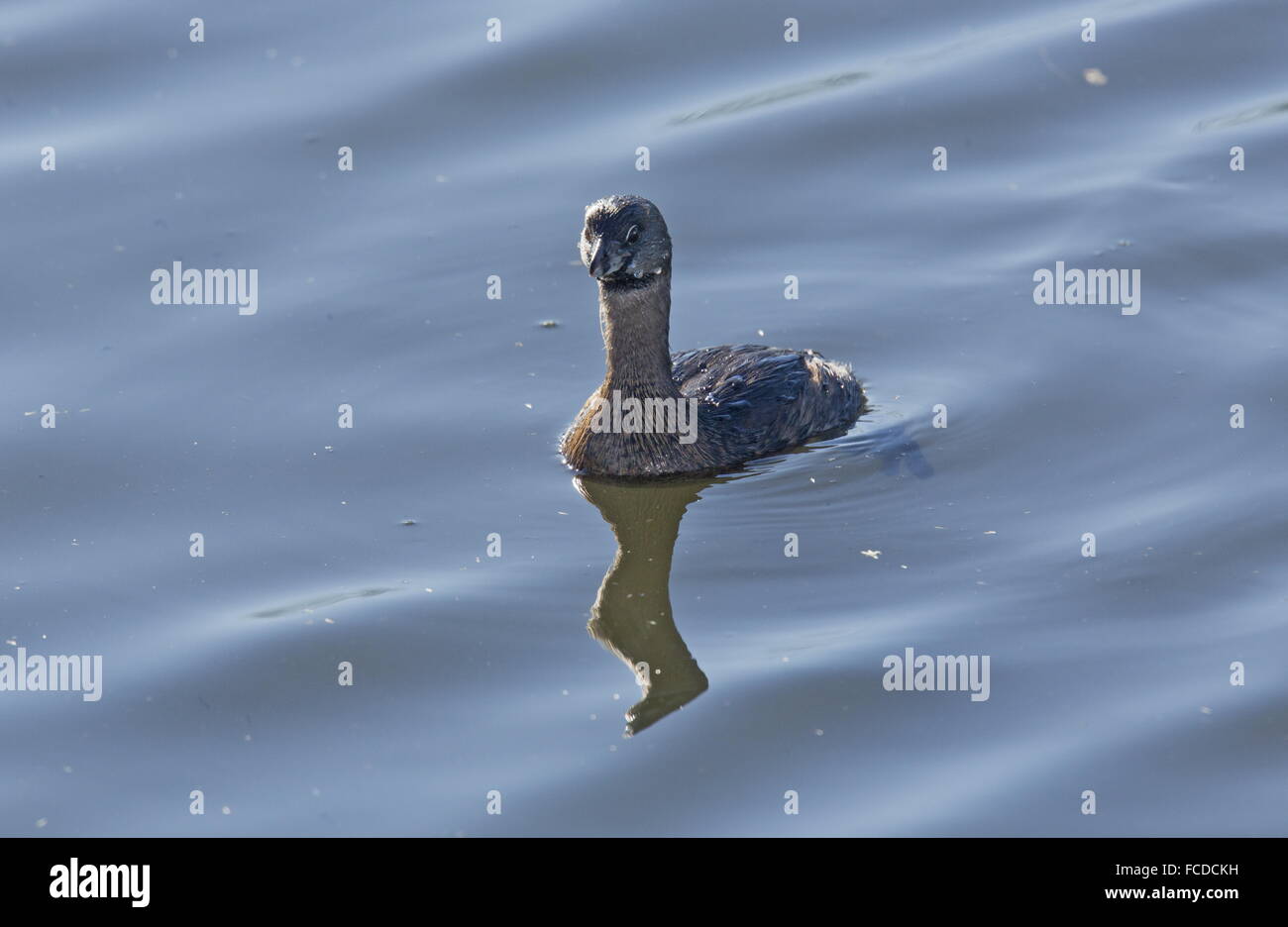 Des profils Grèbe à bec bigarré, en plumage d'hiver, sur la lagune côtière en hiver, au Texas. Banque D'Images