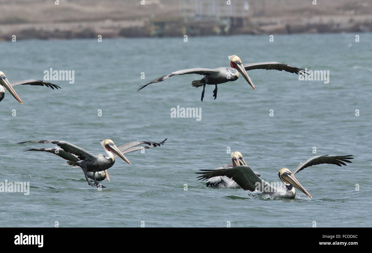 Groupe de Le Pélican brun Pelecanus occidentalis, en vol, en hiver, côte du golfe du Mexique, au Texas. Banque D'Images