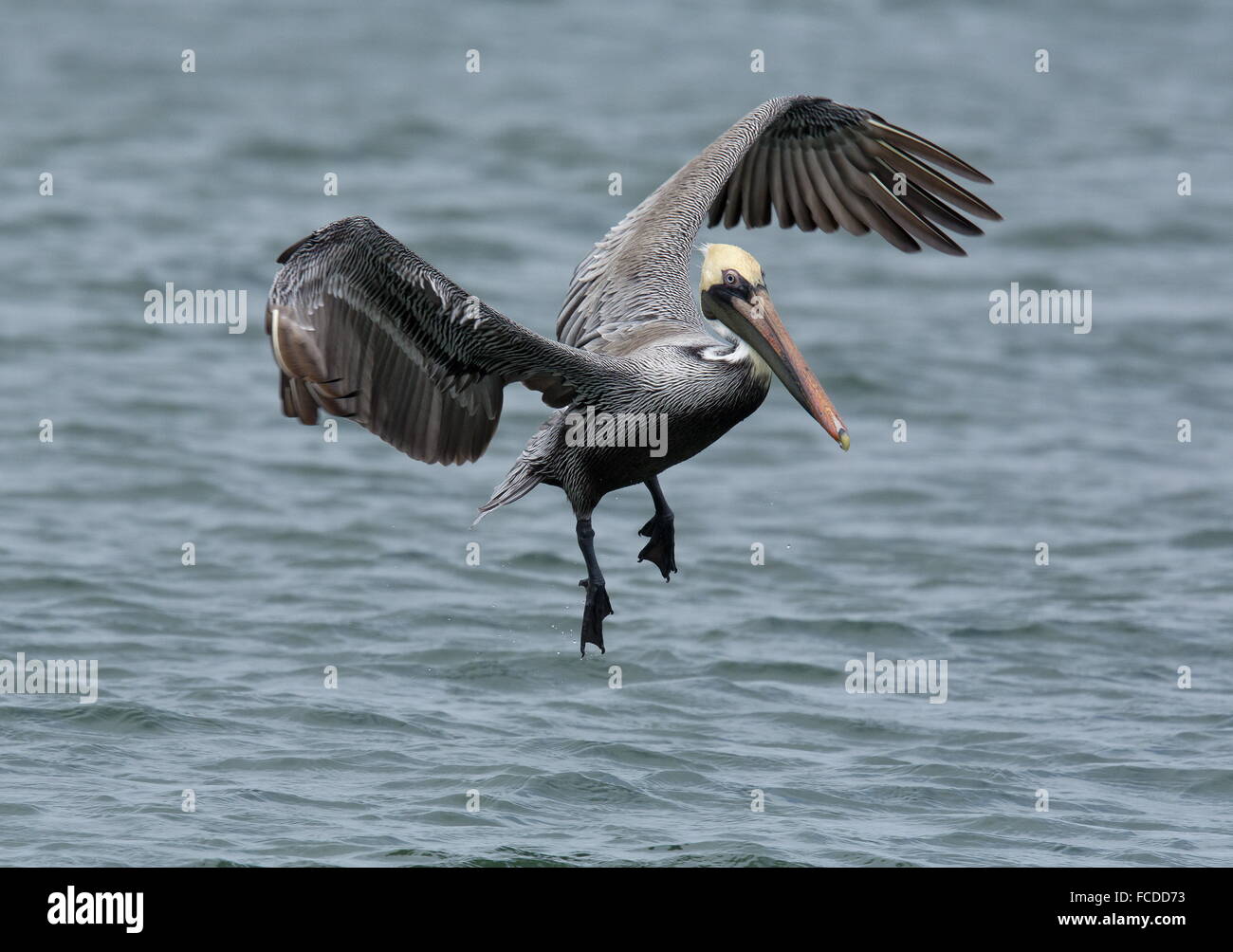 Pélican brun Pelecanus occidentalis, en vol, en hiver, côte du golfe du Mexique, au Texas. Banque D'Images