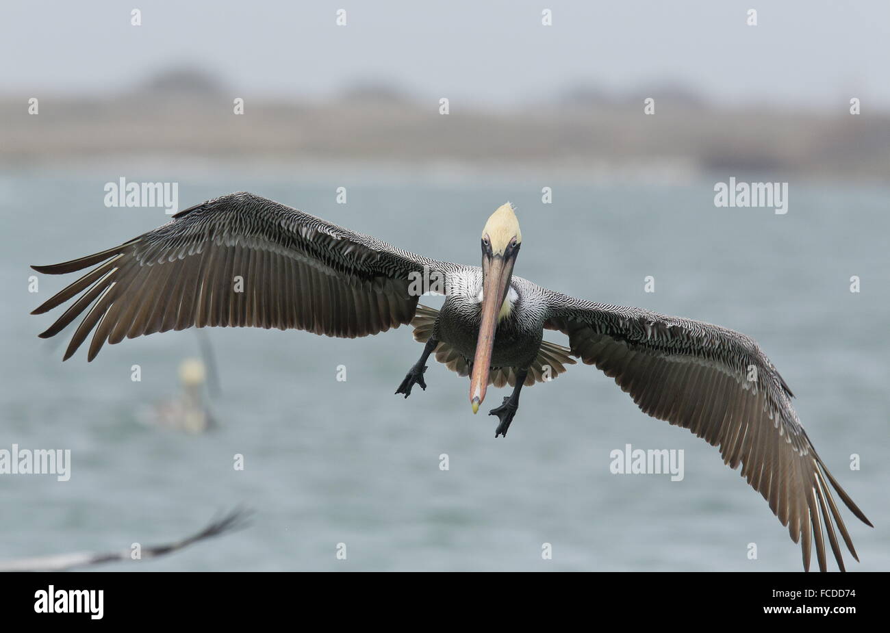 Pélican brun Pelecanus occidentalis, en vol, en hiver, côte du golfe du Mexique, au Texas. Banque D'Images