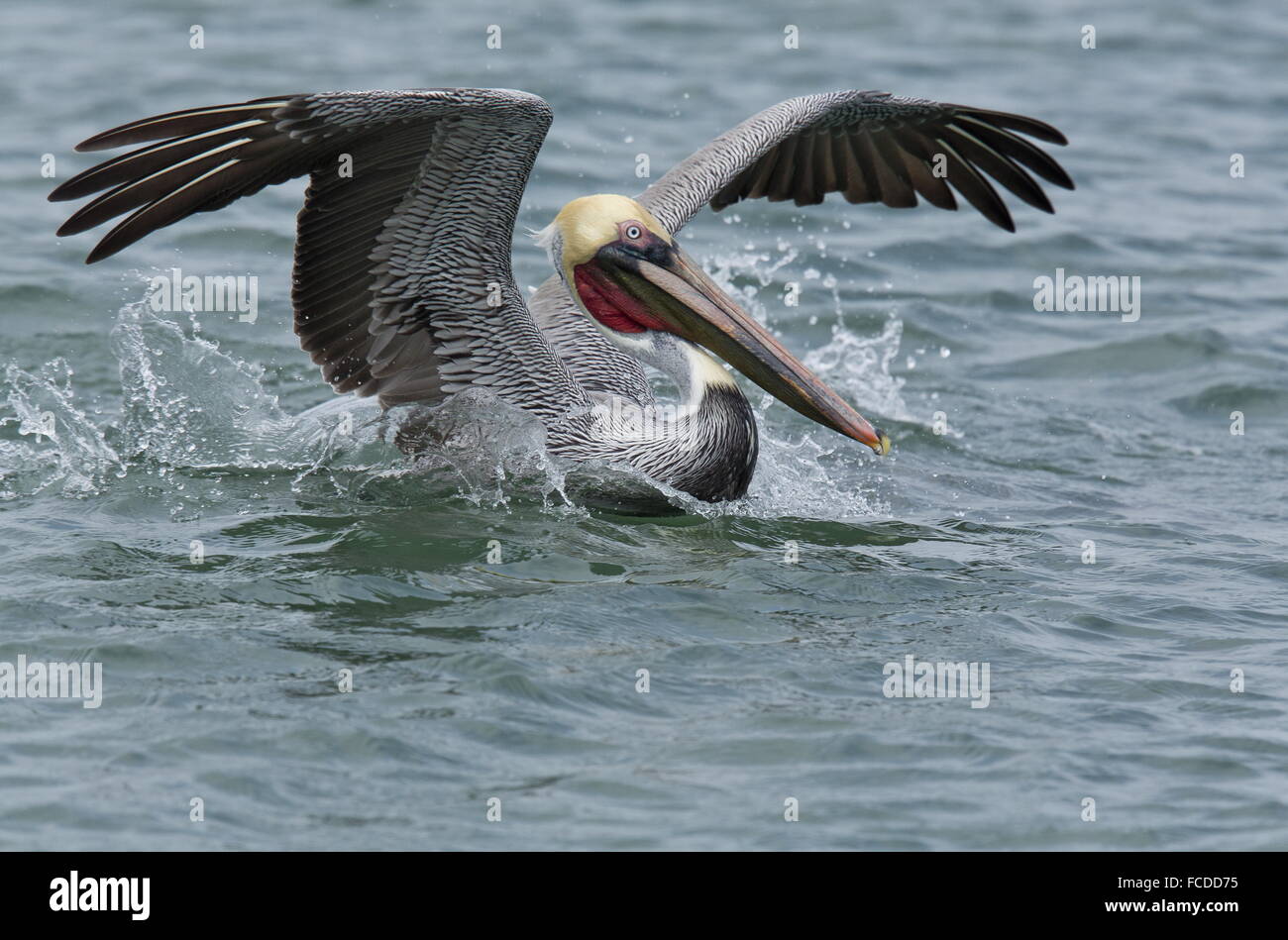 Pélican brun Pelecanus occidentalis, atterrissage, sur l'eau ; en hiver, côte du golfe du Mexique, au Texas. Banque D'Images