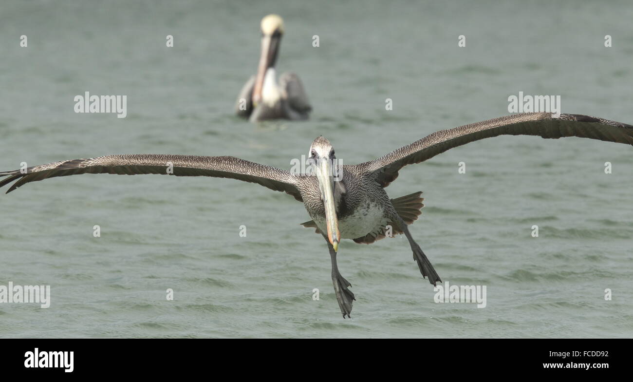 Pélican brun Pelecanus occidentalis, en vol, en hiver, côte du golfe du Mexique, au Texas. Banque D'Images