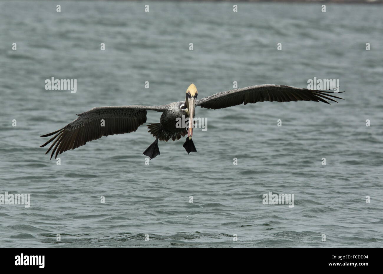 Pélican brun Pelecanus occidentalis, en vol, en hiver, côte du golfe du Mexique, au Texas. Banque D'Images