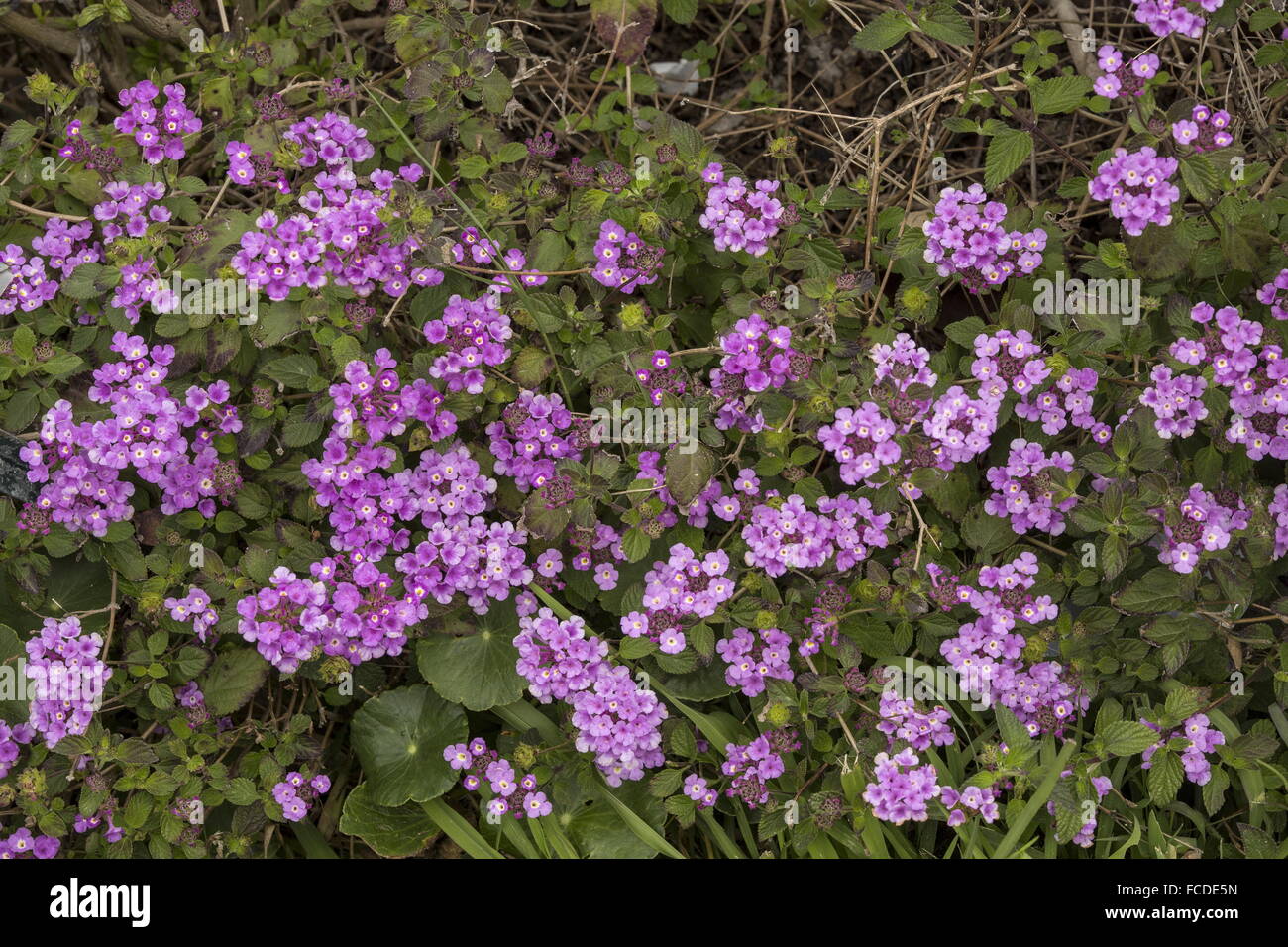 Les violets, lantana Lantana montevidensis, les espèces envahissantes (de l'Amérique du Sud) au Texas. Banque D'Images