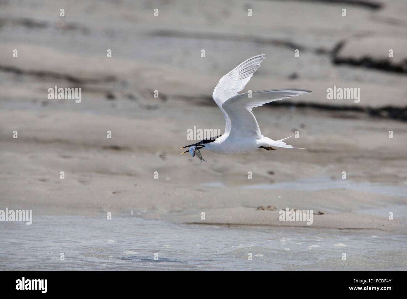 Pays-bas Breskens, Sterne, apporte le poisson (lançon) à nid, situé dans une colonie sur la plage de sable de la rivière Westerschelde vasières Banque D'Images
