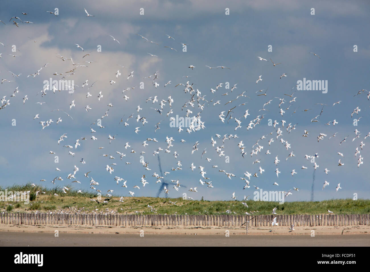 Pays-bas, Breskens, colonie de sternes nichant sur les vasières de sable de la rivière Westerschelde. Appelée réserve naturelle de Bol Banque D'Images