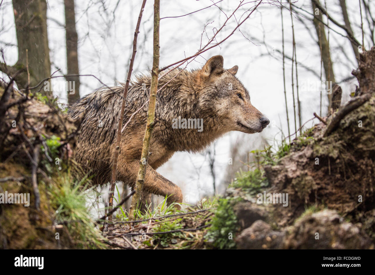Pays-bas, Kerkrade, Zoo de Gaia. Loup gris Banque D'Images