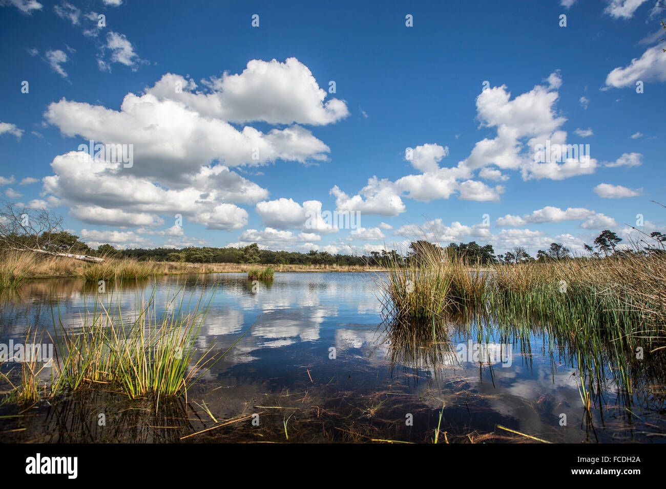 Pays-bas, Afferden, près de Bergen, réserve naturelle appelée Maasduinen. Fen Banque D'Images