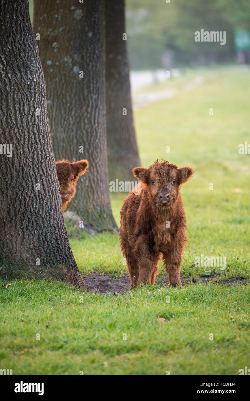 Pays-bas, Cuijk, réserve naturelle Roode Beek. Scottish Highland cattle Banque D'Images